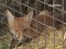 Луцький зоопарк збирає гроші на вольєр для лисенят