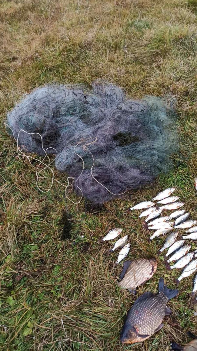 На Волині в заказнику браконьєри наловили риби на кілька тисяч. ФОТО