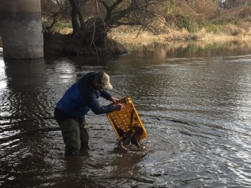 У Стир запустили тонну коропа і щуки. ФОТО