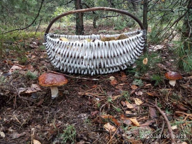 Волинські грибники у соцмережах хизуються чималим «уловом». ФОТО