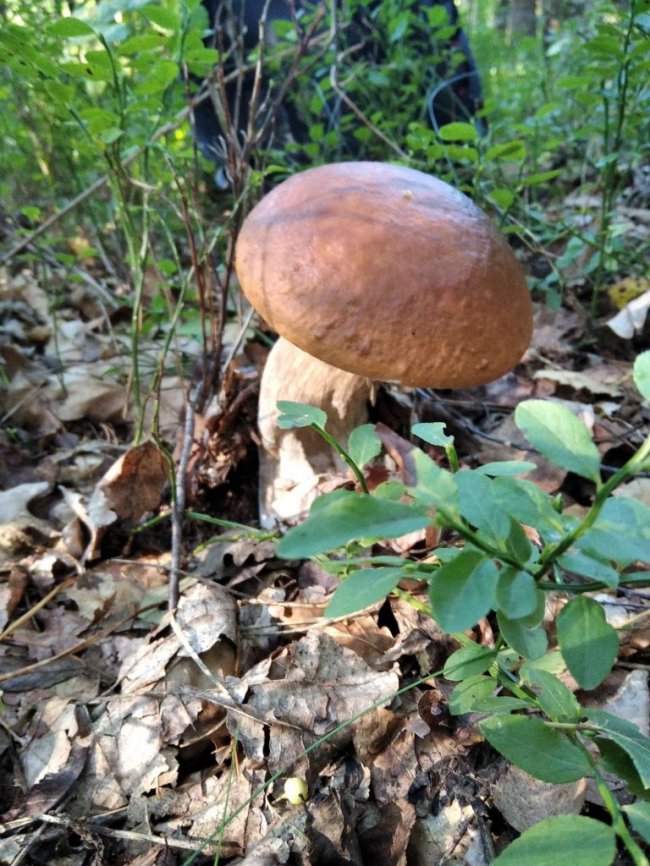 Волинські грибники у соцмережах хизуються чималим «уловом». ФОТО