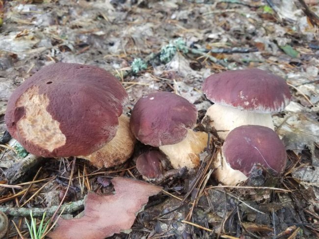 Волинські грибники у соцмережах хизуються чималим «уловом». ФОТО