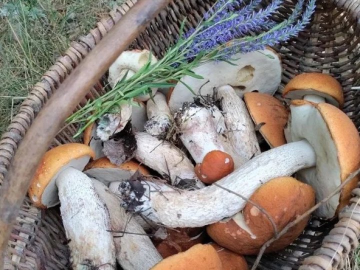 Ростуть купками: у лісі на Волині збирають повні кошики красноголовців