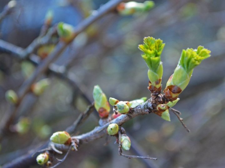 Справжня весна: на Волині повітря прогріється до 18° тепла