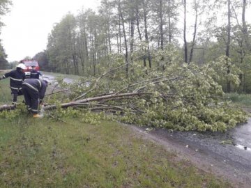 Повалені дерева та села без світла: на Любешівщині вирувала негода