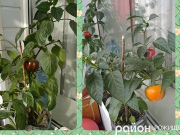 Подружжя волинян вирощує на балконі перець та лимони