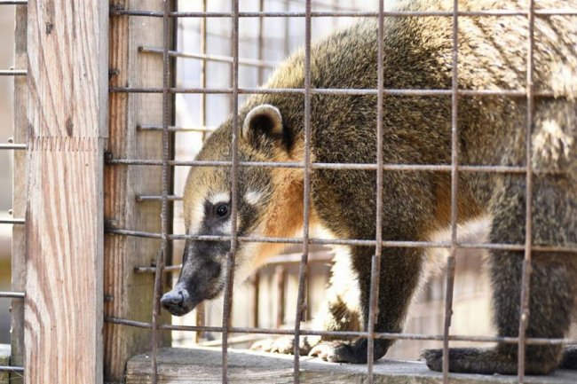 Весна у луцькому зоопарку: пухнасті мешканці охоче позували на камеру