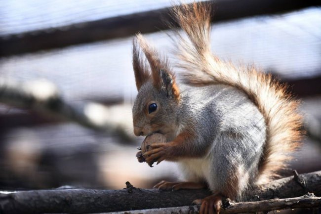 Весна у луцькому зоопарку: пухнасті мешканці охоче позували на камеру