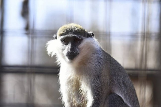 Весна у луцькому зоопарку: пухнасті мешканці охоче позували на камеру