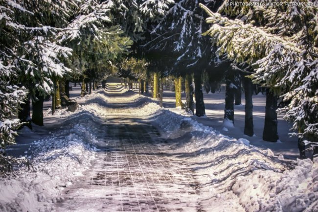 Зимова казка: опублікували неймовірні світлини вечірнього парку Луцька. ФОТО