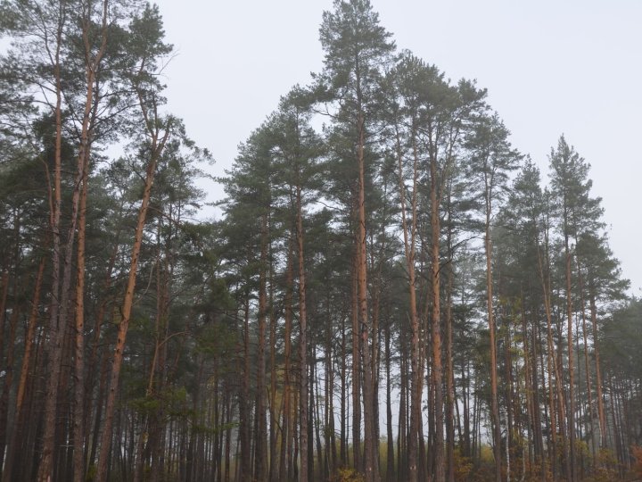 Волинянин дав хабар прикордоннику, щоб втекти з України через ліс: як його покарав суд