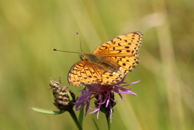 Дивовижні світлини метеликів в об’єктиві волинського фотографа