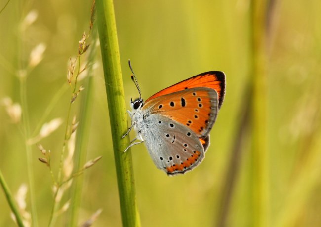 Дивовижні світлини метеликів в об’єктиві волинського фотографа