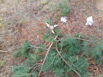 У селі поблизу Луцька діти позрізали молоді сосни