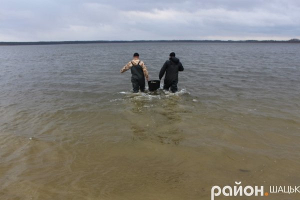 У волинське озеро випустили коропів