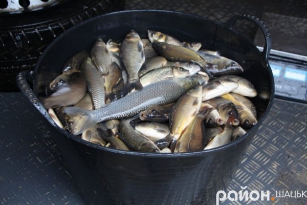 У волинське озеро випустили коропів