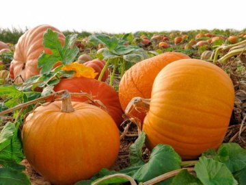 На городі волинянки злодії видлубали з гарбузів усе насіння