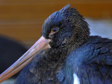 У Луцькому зоопарку – червонокнижне поповнення. ФОТО