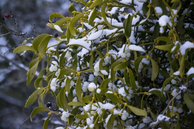 «Зі снігом усе гарніше»: волинський журналіст поділився світлинами «сплячої» природи