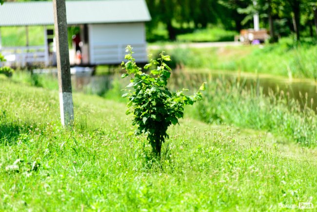Літній день у центральному парку Луцька. ФОТОРЕПОРТАЖ