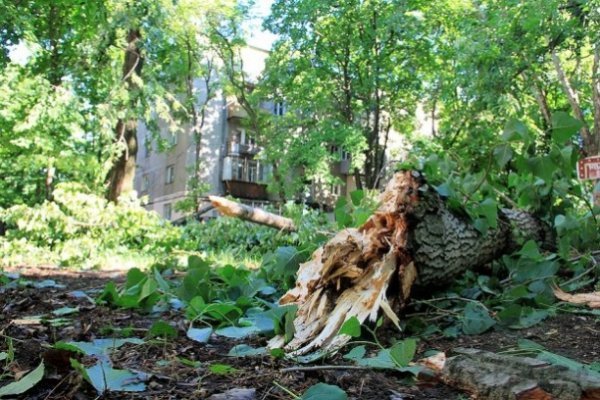 Одеса після урагану: повалені дерева та закриті пляжі. ФОТО