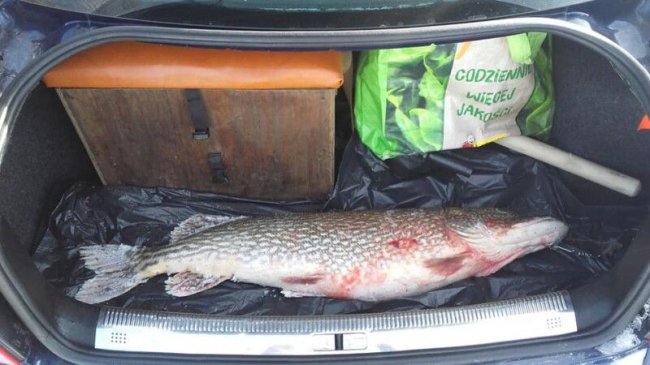 «Адреналін зашкалював»: волинянин спіймав величезну щуку. ФОТО