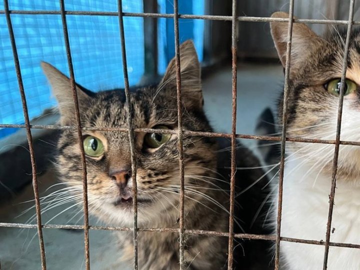 Як зимують тварини у луцькому притулку під час морозів