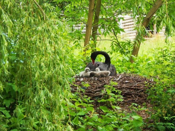 У Луцьку - поповнення в зоопарку. ФОТО