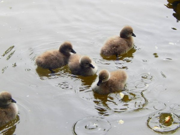 У Луцьку - поповнення в зоопарку. ФОТО
