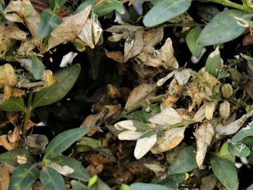 У Луцьку гусінь знищує самшит. ВІДЕО