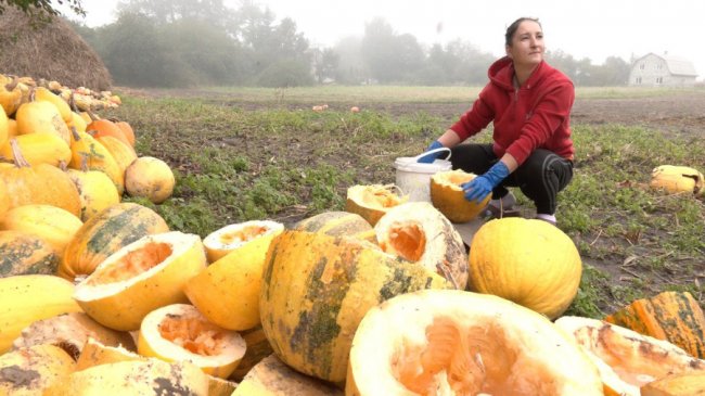 Вирощують у кожній родині: як живе «гарбузове» село на Волині. ВІДЕО