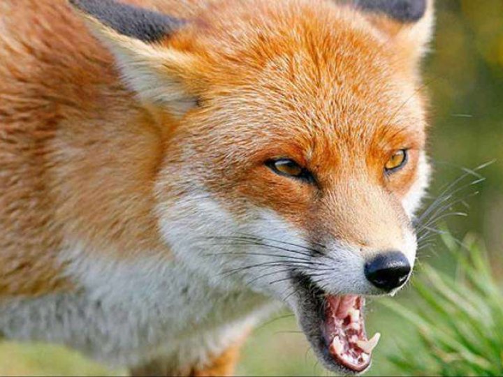 У селі на Волині ввели карантин через скажену лисицю