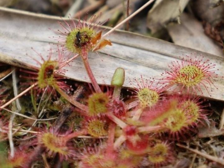 На Волині виявили рослину, яка їсть комах. ФОТО 
