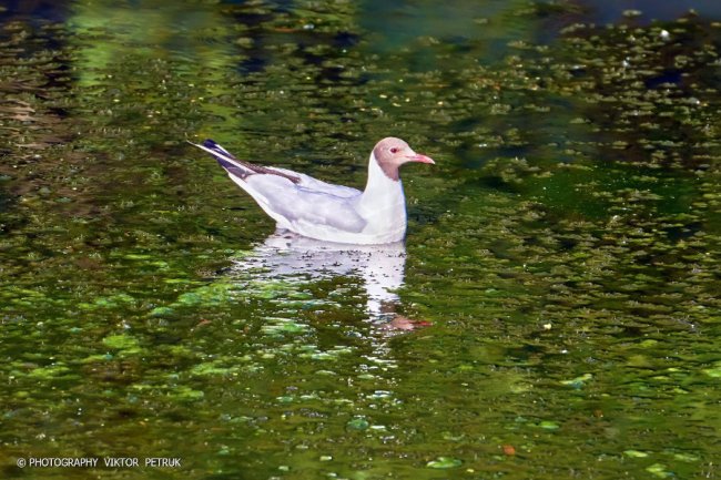 Луцький фотограф опублікував неймовірні світлини до Дня рибалки. ФОТО