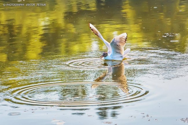 Луцький фотограф опублікував неймовірні світлини до Дня рибалки. ФОТО