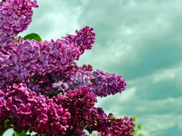 Дощі майже всюди, заморозки у Карпатах та до +24°: прогноз погоди на тиждень