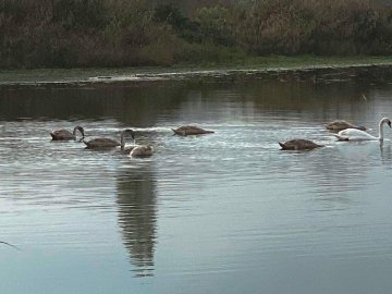 На біоставках «Луцькводоканалу» уперше за 47 років оселилися лебеді