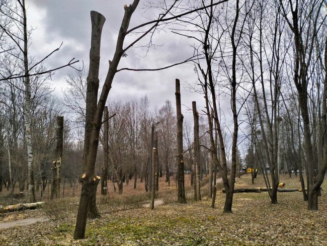 У Луцьку через паразитів зрізають дерева у одному зі скверів. ВІДЕО