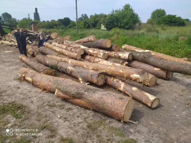 У волинській громаді виявили незаконно зрубану деревину. ФОТО