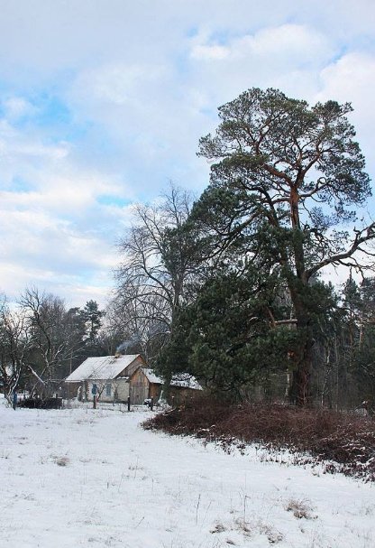 Красиві фото зими у волинському Поліссі 