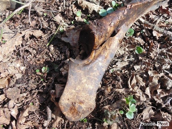 Рештки зубрів