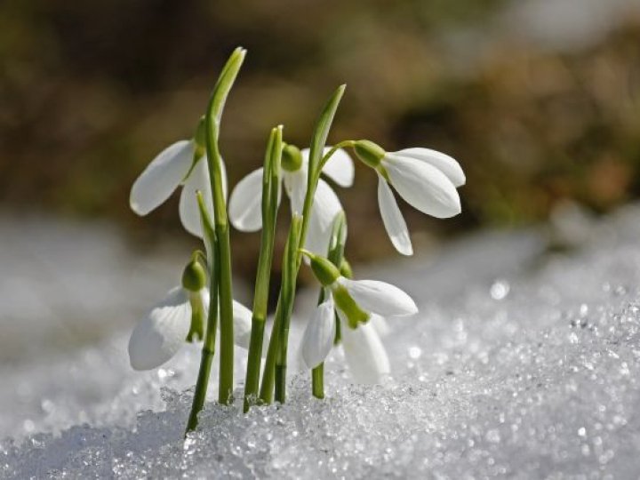 Весна - на порозі: волинські синоптики розповіли, коли прийде потепління
