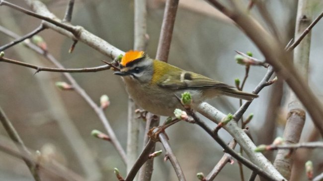 В нацпарку на Волині зафіксували найменшу пташку в Україні