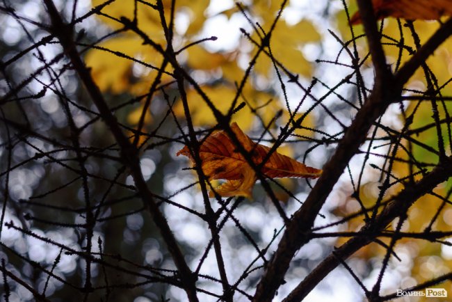 Місто, оповите легким серпанком туману: осінній Луцьк у фото 
