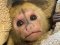 Працівниці Луцького зоопарку замінили маму новонародженому мавпеняті