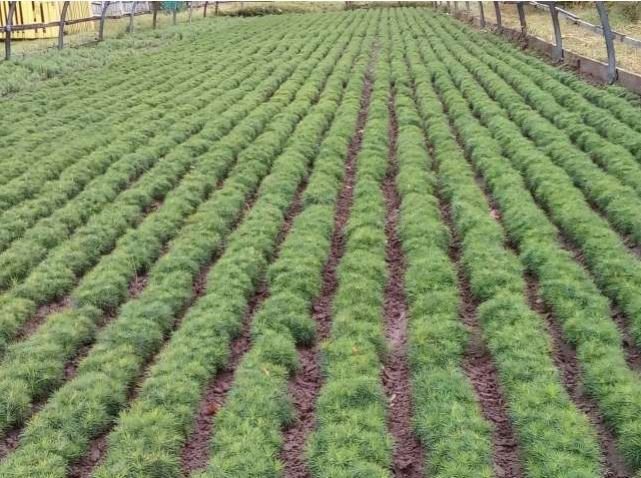 На Волині лісники виростили понад 1,5 мільйона саджанців