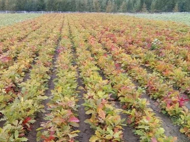 На Волині лісники виростили понад 1,5 мільйона саджанців