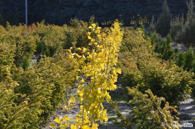 Поляків вражає робота волинських селекційних розсадників