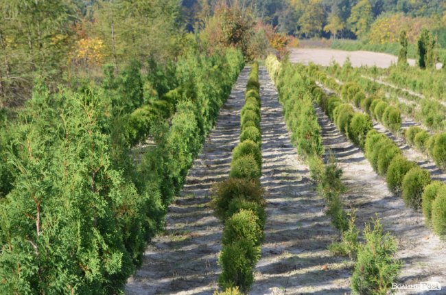 Поляків вражає робота волинських селекційних розсадників