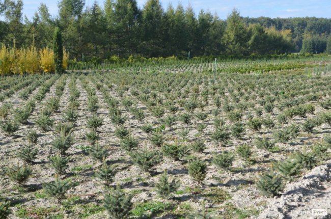 Поляків вражає робота волинських селекційних розсадників